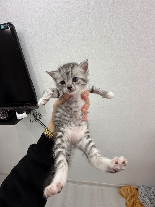 Котята, британцы