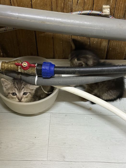 Милейшие котята
