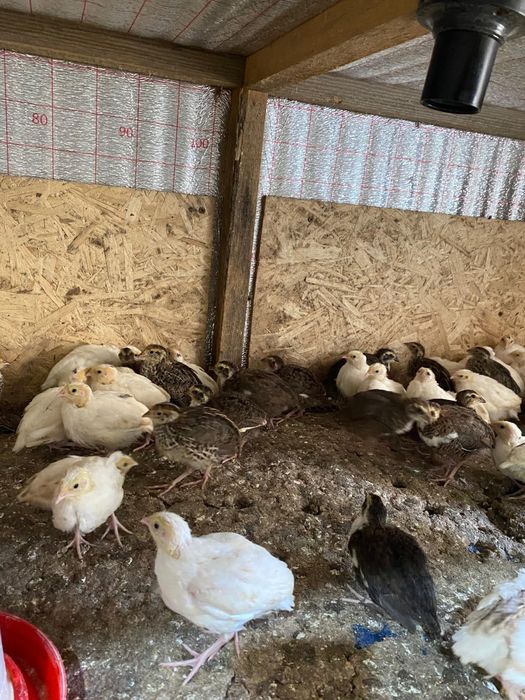 Бодене, Перепелка