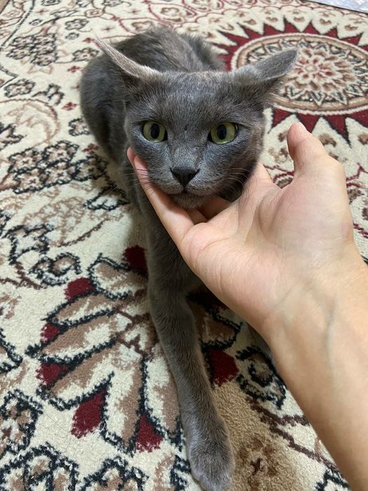 soglom aqilli urgatilgan