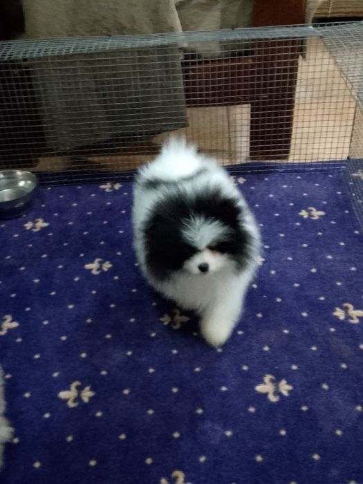 Померан померани