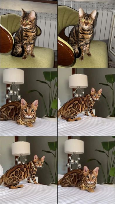 Беньгалская тигр