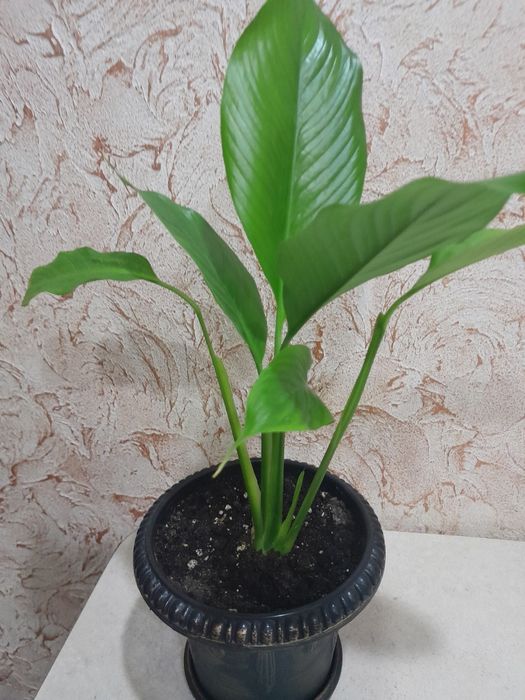 Продам комнатные цветы