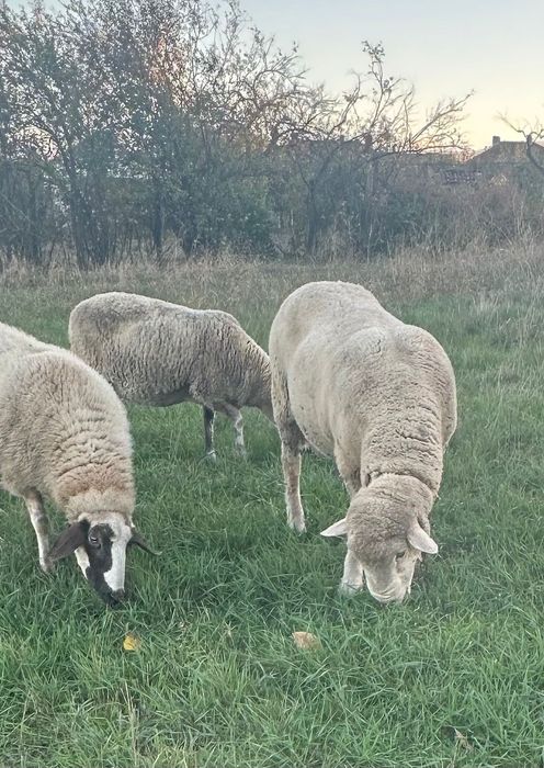 Овен / коч местна порода