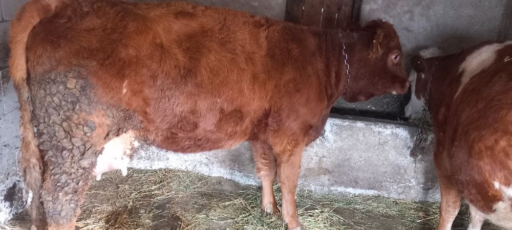 Vaca Limousine metis la prima fatare