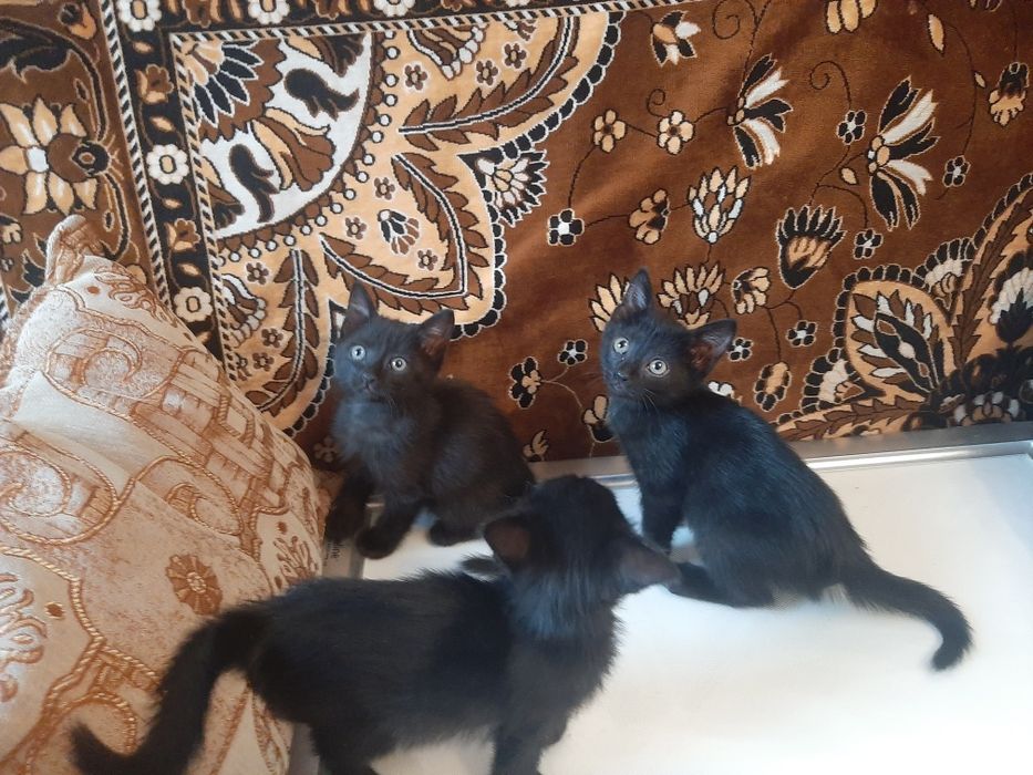 Отдам бесплатно котят