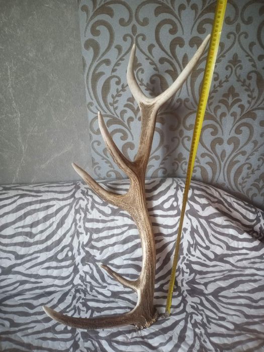 Еленски рога за декорация на вашия битов кът