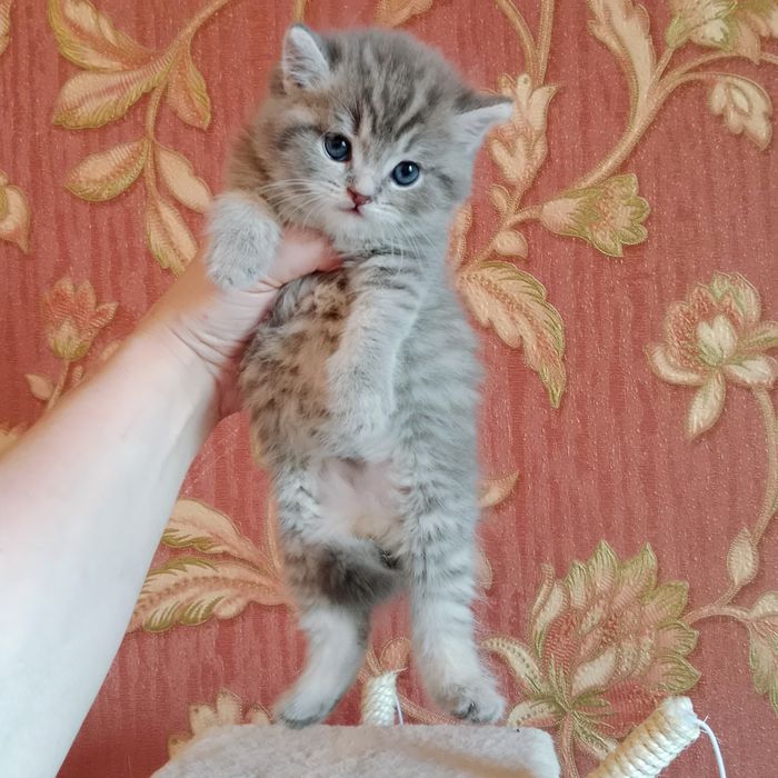 Котята разные, Цены разные