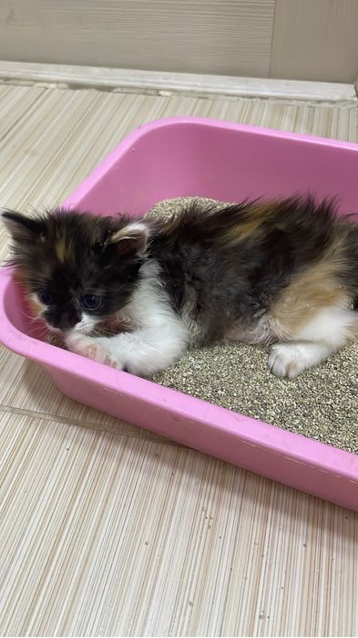 Отдам очаровательных котят