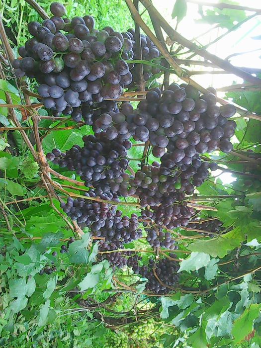 Виноград саженцы.