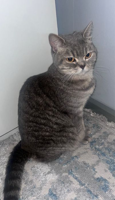 Отдадим кошку в добрые руки