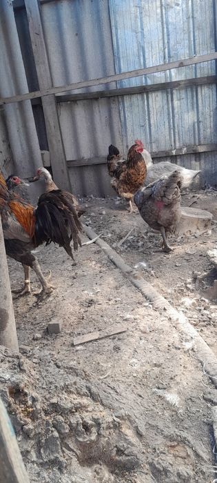Куры домашние цветные
