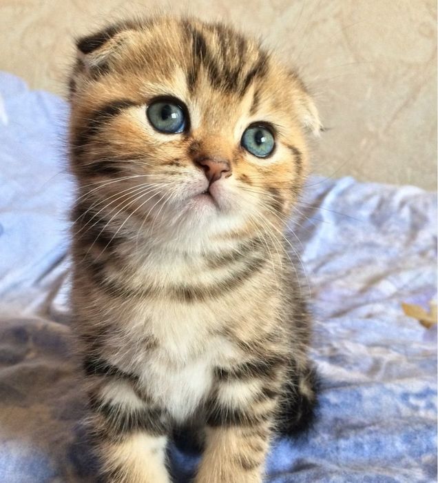 Котята в орасе вискас золото, мальчики и девочки
