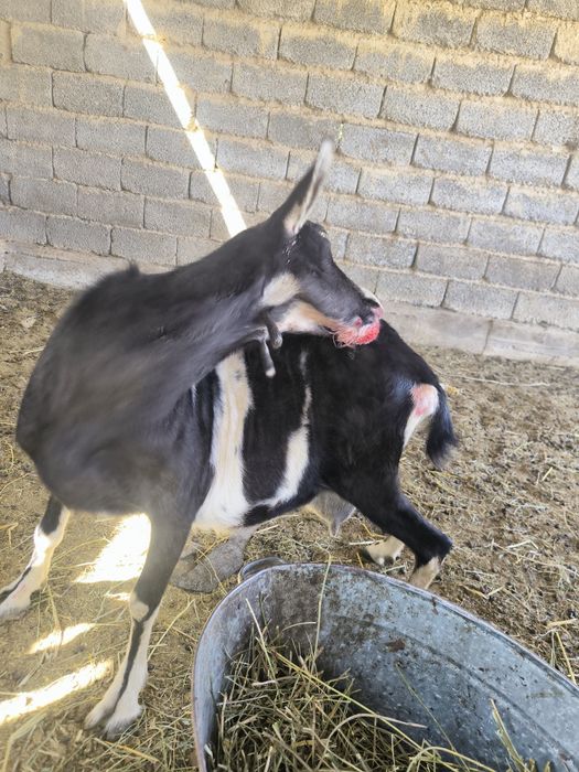 Альпий ешкі екі туған