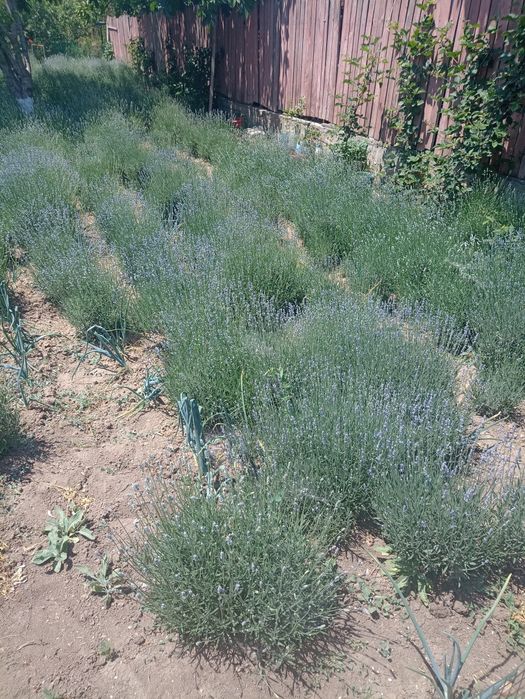 Tufe de lavandă Sevtopolis angustifolium anul 5