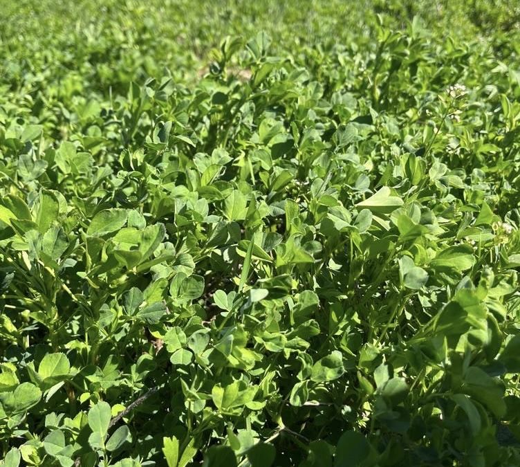 Жоңышка ұрық,семена люцерна