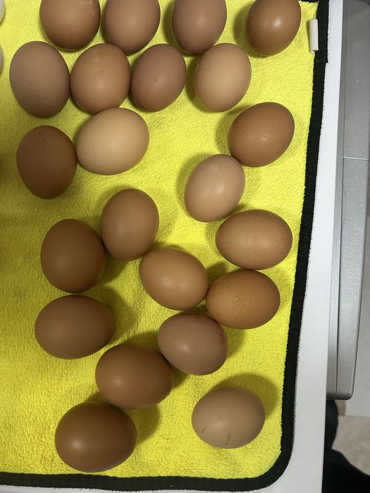 Куры Несушки Ломан Браун