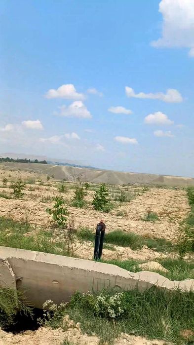 Мевали бог сотилади. .