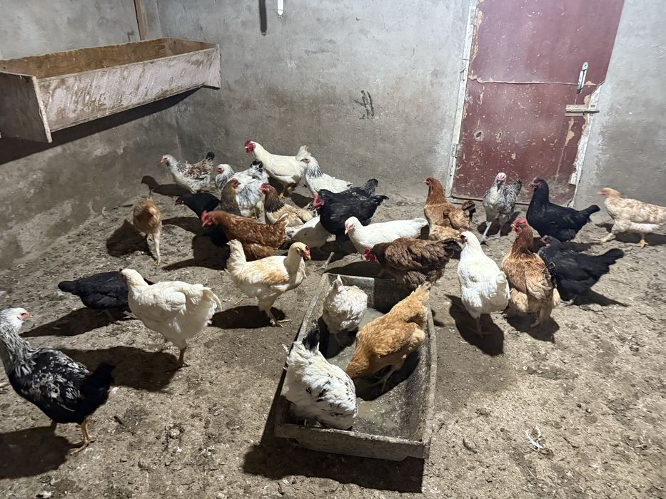 Продам молодых породистых кур.