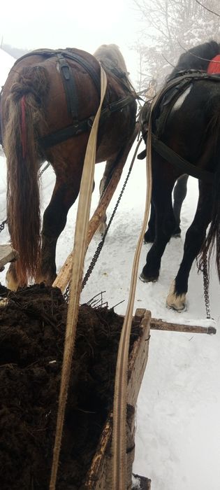 De vânzare mânz...