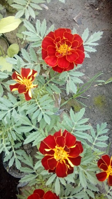 Питуния с теплицы 150 тг.