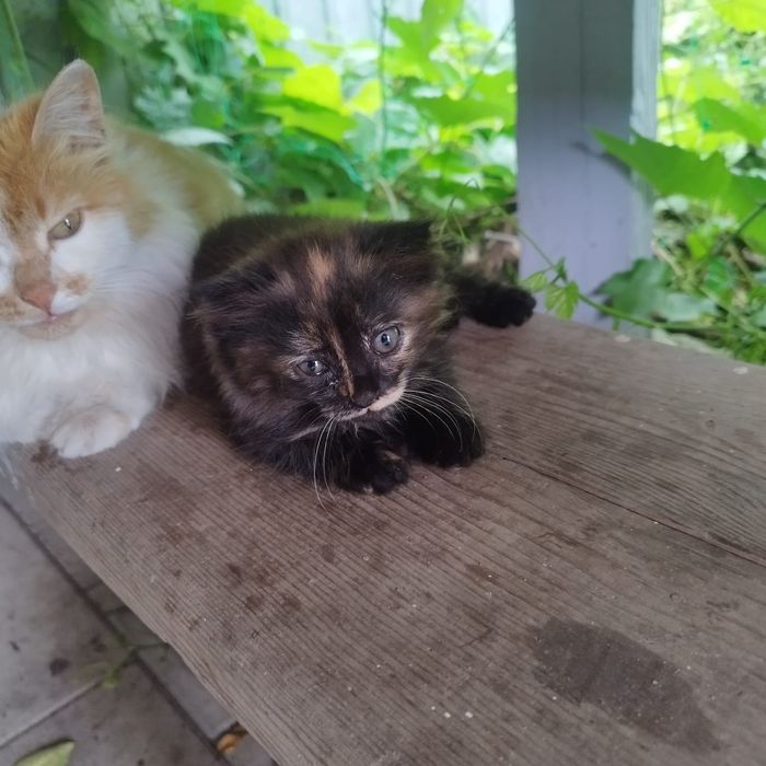Отдам котенка девочка