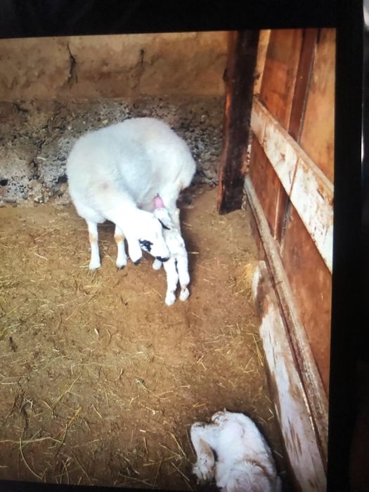 Она болла куй сотилади икта тугадигон куйлар