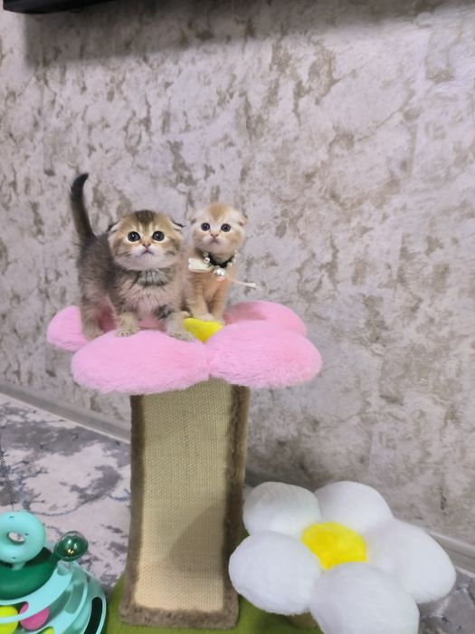 Котята от правильной вязки