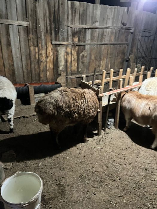 кошкар сатылады семиз