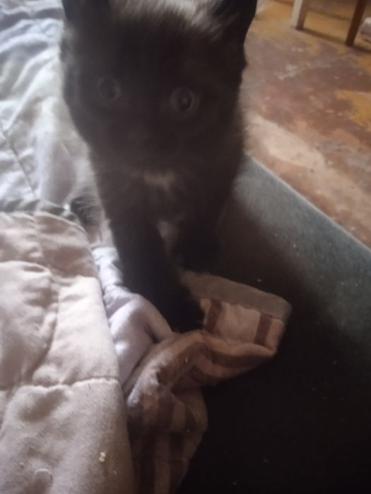 Отдам котенка мальчик в добрые руки