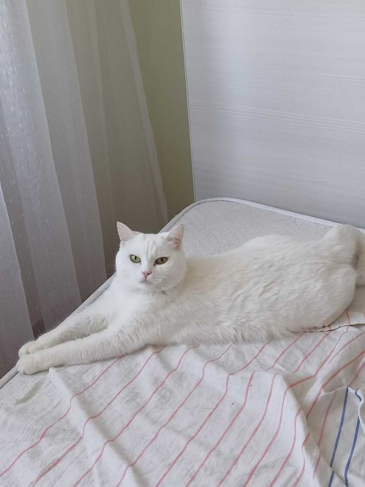 Ищем любящий дом для кошечки