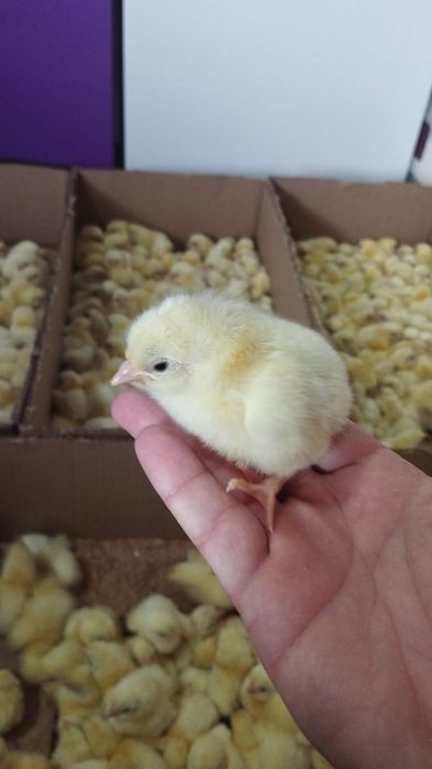 Продажа бройлеров