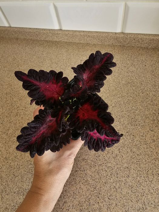 Колеус 500 тг...