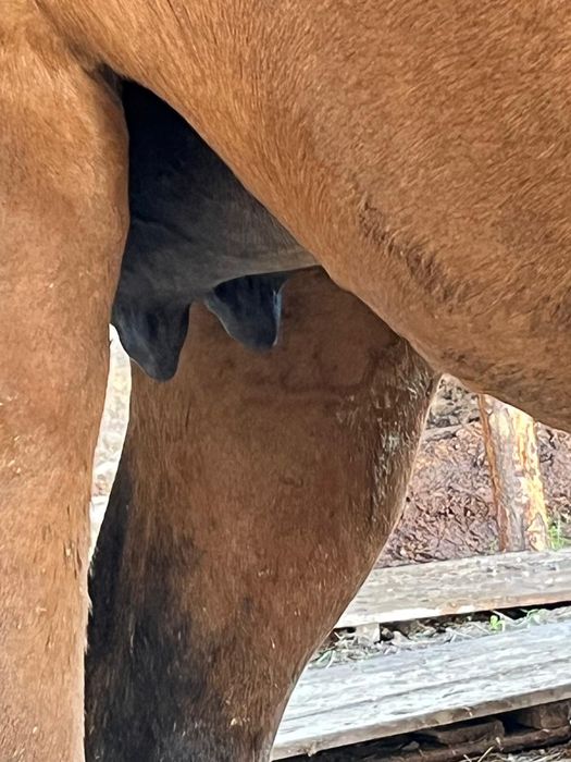 Сауынды бие құлынымен