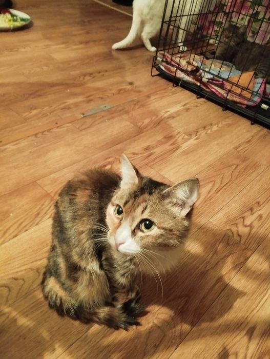 Шикарная кошечка даром