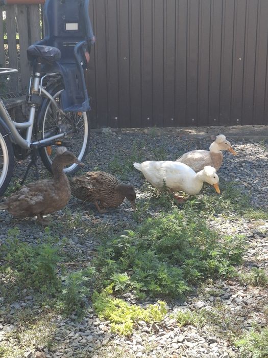 Rațe cu moț o familie  si o rața muta cu 12 rațe mici