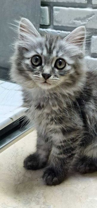 Кошечка 3 месяца, Привезем сами.
