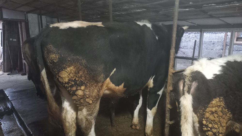 Продам голштеин 2 года возраст