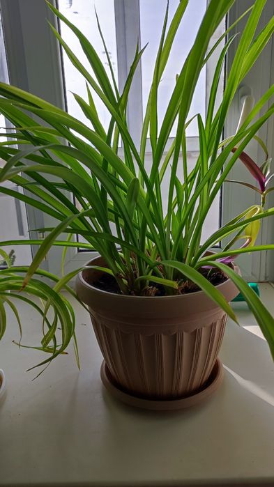 Комнатные растения цветы