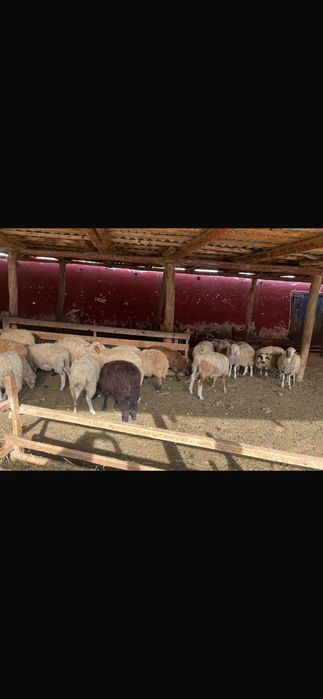 Miei de vânzare foarte frumoși