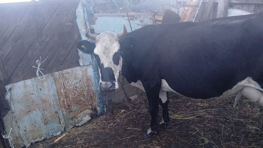 Продам дойную корову