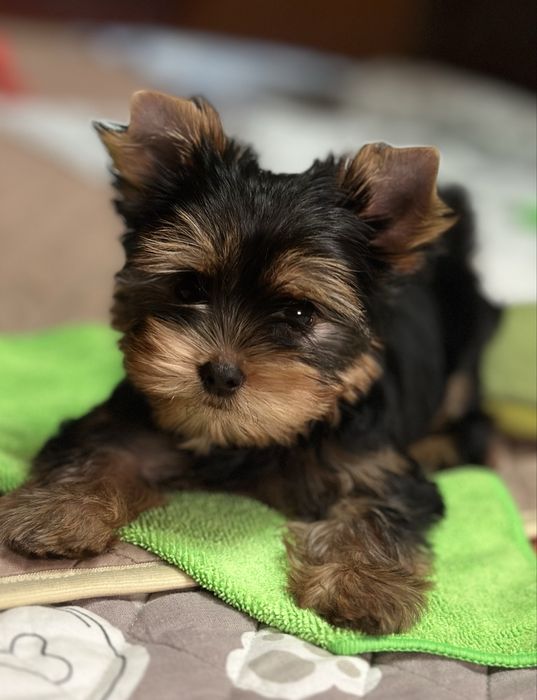 Йоркширский терьер , кобель 3 месяца