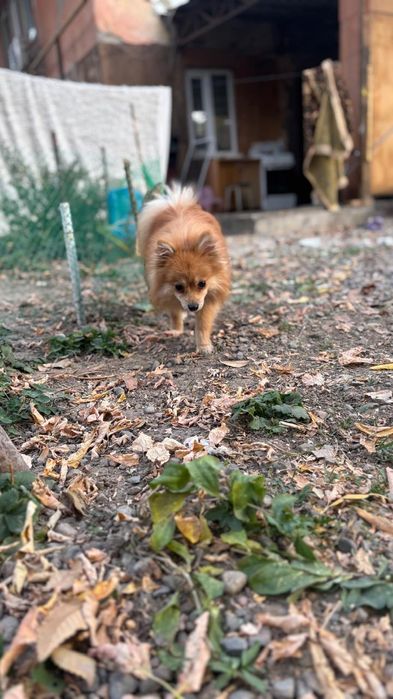 Пропала собака украли