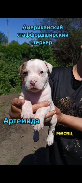 Продаются щенки АСТ