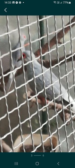 Turturele diamant 20de bucati