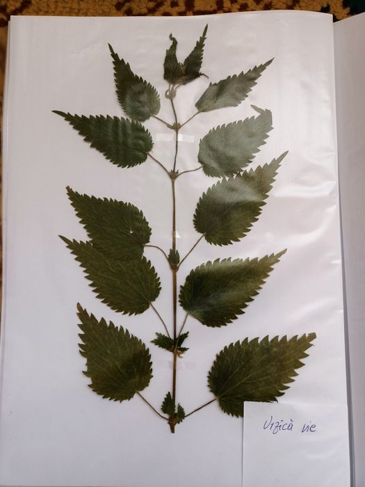 Vand ierbar / ierbare plante medicinale pentru studenti si elevi