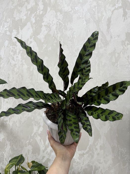 Калатея Лансифолия