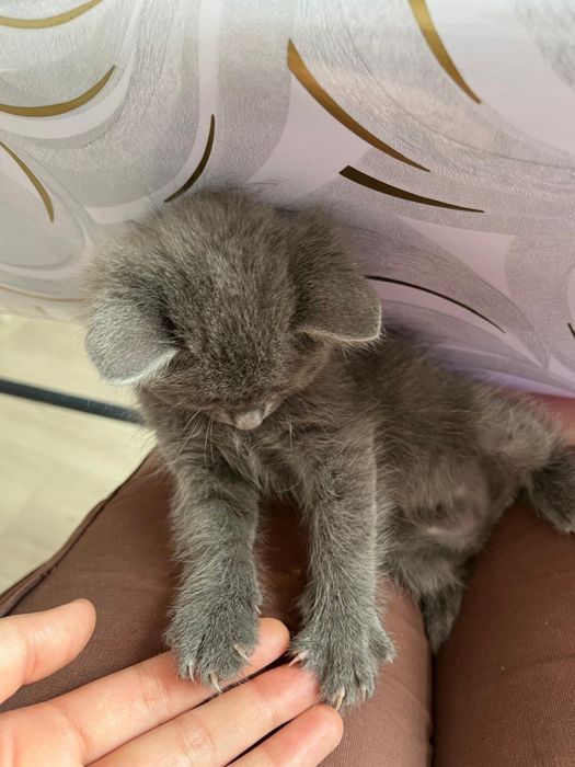 Отдам в добрые руки.