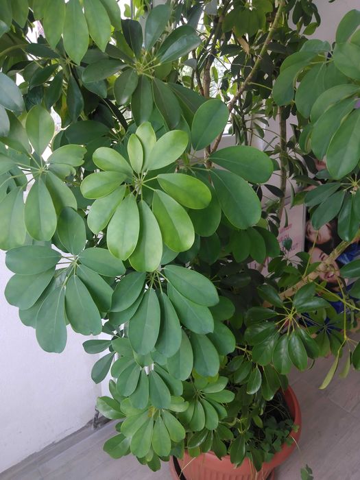 Vând o plantă Schefflera h=~ 1,5 m