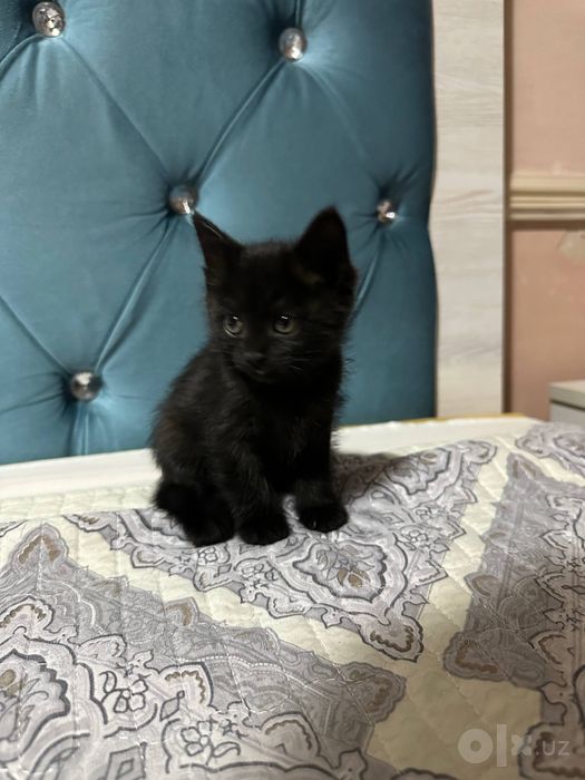 Отдадим 2 котят игристые